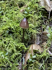 Mycena silvae-nigrae