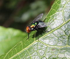 Amenia chrysame