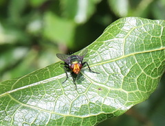 Amenia chrysame