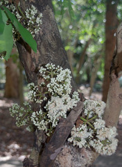 Syzygium branderhorstii