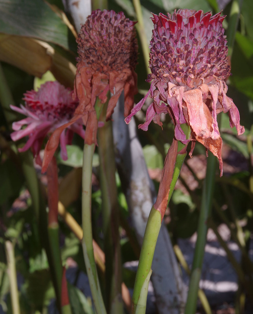 Torch ginger from Cairns QLD, Australia on October 29, 2018 at 0858 AM