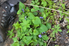 Viola affinis