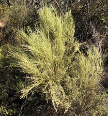 Choretrum glomeratum