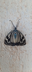 Cyclosia papilionaris