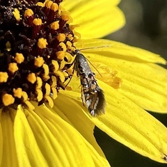 Lithariapteryx jubarella