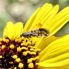 Lithariapteryx jubarella