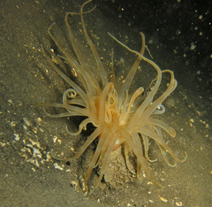 Isarachnanthus