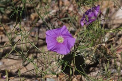 Ipomoea ternifolia