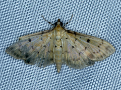 Herpetogramma cynaralis