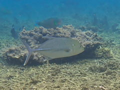 Caranx papuensis