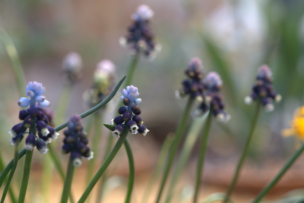 Muscari sivrihisardaghlarense