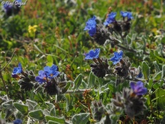 Alkanna tinctoria