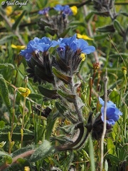 Alkanna tinctoria