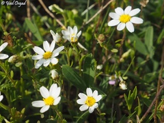 Anthemis leucanthemifolia