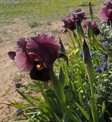 Iris atropurpurea