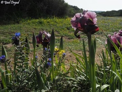 Iris atropurpurea
