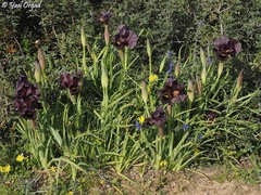 Iris atropurpurea