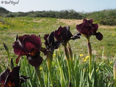 Iris atropurpurea