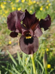Iris atropurpurea