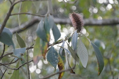 Leucosceptrum canum