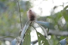 Leucosceptrum canum