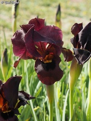 Iris atropurpurea