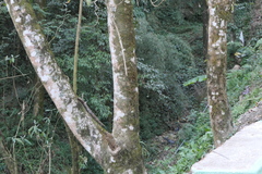 Leucosceptrum canum