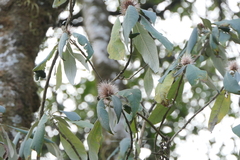 Leucosceptrum canum