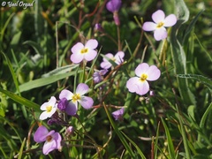 Maresia pulchella