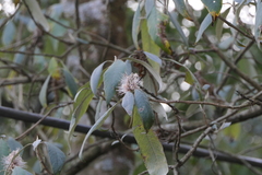 Leucosceptrum canum