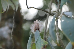 Leucosceptrum canum