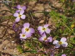 Maresia pulchella