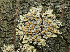 Xanthoria parietina