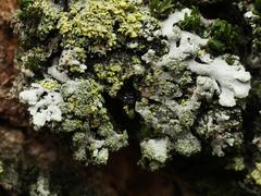 Phaeophyscia orbicularis
