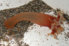 Isarachnanthus