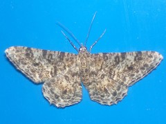 Racotis