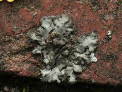 Phaeophyscia orbicularis