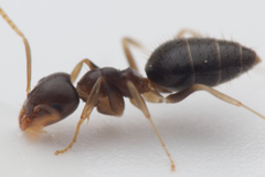 Technomyrmex cedarensis
