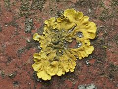 Xanthoria parietina