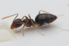 Technomyrmex cedarensis
