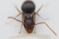 Technomyrmex cedarensis