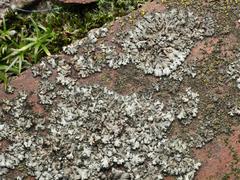 Phaeophyscia orbicularis