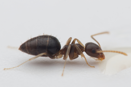Technomyrmex cedarensisTechnomyrmex cedarensis