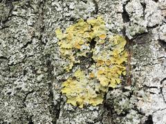 Xanthoria parietina
