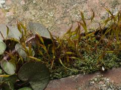 Tortula muralis