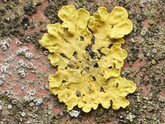 Xanthoria parietina