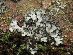 Phaeophyscia orbicularis