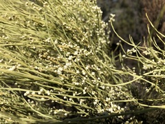 Choretrum glomeratum