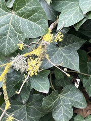 Cornus