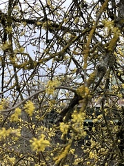 Cornus